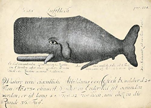 Giclee Print Canvas Print Art Prints 24" x 36" Vintage Posters Design Nautical Decor Whale