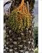 Photographic Prints of DAD-1865 Canary Island date palm - Endemic to the Canary Isles from Ardea Wildlife Pets