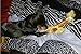 BINGPET Dog Dental Chew Toy Set Interactive Bone and Rope for Puppy Small Dogs