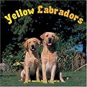 Yellow Labrador 2007 Wall Calendar