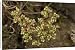Canvas Prints of All-seed from Ardea Wildlife Pets