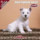 2009 West Highland Terrier Puppies Wall Calendar