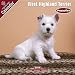 2009 West Highland Terrier Puppies Wall Calendar