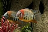 Wallmonkeys Peel and Stick Wall Decals - Heros Severum Sp. Rotkeil - 18