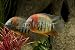 Wallmonkeys Peel and Stick Wall Decals - Heros Severum Sp. Rotkeil - Removable Graphic