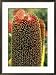 A Close View of a Banksia Flower Collections Framed Photographic Poster Print by Jonathan Blair, 21x29