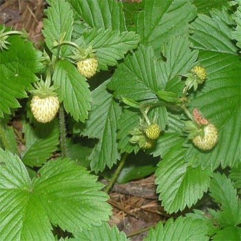 Strawberry - Vesca White - 5000 Seeds