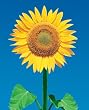 Sunflower (Yellow) Art Poster Print - 16" X 20"