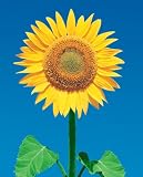 Sunflower (Yellow) Art Poster Print - 16x20
