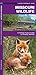 Missouri Wildlife: A Folding Pocket Guide to Familiar Animals (Nature Observation North America)