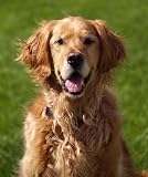Golden Retriever - Life of Riley. - 18