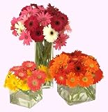 Send Fresh Cut Flowers - 40 Gerber Daisies