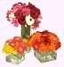 Send Fresh Cut Flowers - 40 Gerber Daisies