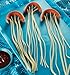 Noodlemania!: 50 Playful Pasta Recipes