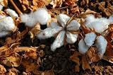 Cotton Flower - 18