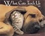 What Cats Teach Us 2008 Calendar