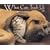 What Cats Teach Us 2008 Calendar