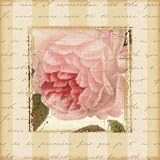 Rose & Romance II by Pela Design poster print,12 in. x 12 in.