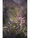 Photographic Prints of KFO-1004 Tamarisk / Salt-cedar Flowers - weed tree, native to Asia a S. E from Ardea Wildlife Pets