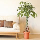 パキラ 5本編み 8号 【A級品 プラ鉢 受け皿付】 100m - 110cm 中型 開店祝い 開業祝いに パキラ 5本編み 8号 【A級品 プラ鉢 受け皿付】 100m - 110cm 中型 開店祝い 開業祝いに