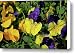 Giant Garden Pansies Canvas Print / Canvas Art - Artist Ed Riche