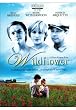 Wildflower [UK Import]