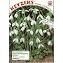 Keyzers Schneegl�ckchen 40 St�ck Zwiebelumfang 4/5