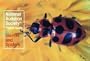 Insects and Spiders (Audubon Society Pocket Guides)