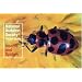 Insects and Spiders (Audubon Society Pocket Guides)