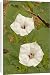 Canvas Prints of CAN-2902 Jimson Weed Flowers - also called sacred datura from Ardea Wildlife Pets
