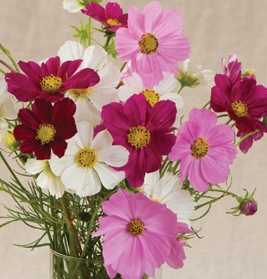 Flower Cosmos Versailles Mix D1095s (Multi Color) 50 Open Pollinated Seeds by David's Garden Seeds Flower Cosmos Versailles Mix D1095s (Multi Color) 50 Open Pollinated Seeds by David's Garden Seeds