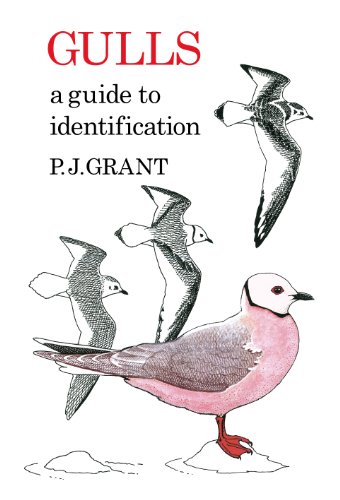 gulls a guide to identification 2nd edition poyser monographs