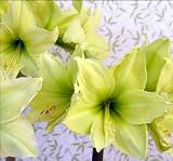 Amaryllis Lemon Lime