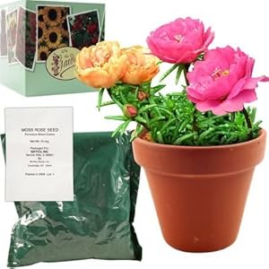 Moss Rose In The Garden Growing Kit