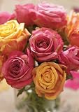 Roses Classic Notecards (Paperstyle Classic Notecards)
