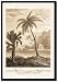 Framed Art Poster 20x30, Hindu Peasant Ascending Cocoa Nut Tree