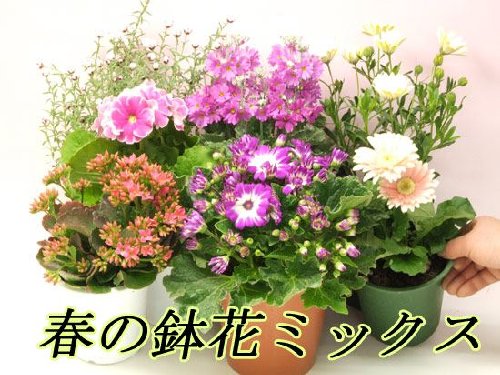 花工房花贈りエーデルワイス フラワーギフト 春の鉢花わくわく福袋Ｃ