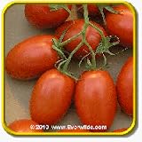 51d91vzM5EL. SL160  Open Pollinated Tomato Seeds   Roma Vegetable Seed Packet