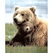 Grizzly Bear Playing with Cub Art Print POSTER quality - 13x19