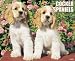 cocker_spaniel0cocker spaniel - Just Cocker Spaniels 2009 Wall Calendar