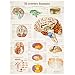 3B Scientific Glossy Paper Human Brain Anatomical Chart