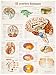 3B Scientific VR0615UU Glossy Paper Das Menschliche Gehirn Anatomical (Human Brain Anatomical Chart, German), Poster Size 20
