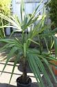 Trachycarpus Fortunei - 100cm HARDY CHUSAN PALM - GGOLP101
