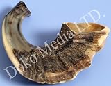 Authentic Natural Ram's Horn Jewish Shofar