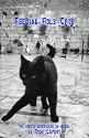 Feeding Holy Cats: The Poet's Experience In Israel