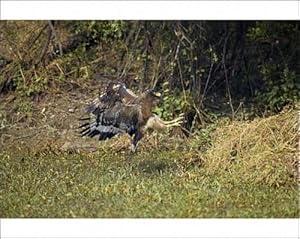 Crested Serpent Eagle - attempting to catch prey Photographic Prints