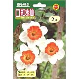 秋植え球根 口紅水仙 白に赤 (234864)