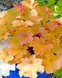 Brownies Coral Bells - Heuchera - Huge, Enormous Leaves