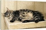 20 Inch Box Canvas (51cm) Cat - Maine Coon sleeping on cat bed by Ardea