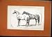 1878 Canadian Ponies Margot Souris Horses Antique Print